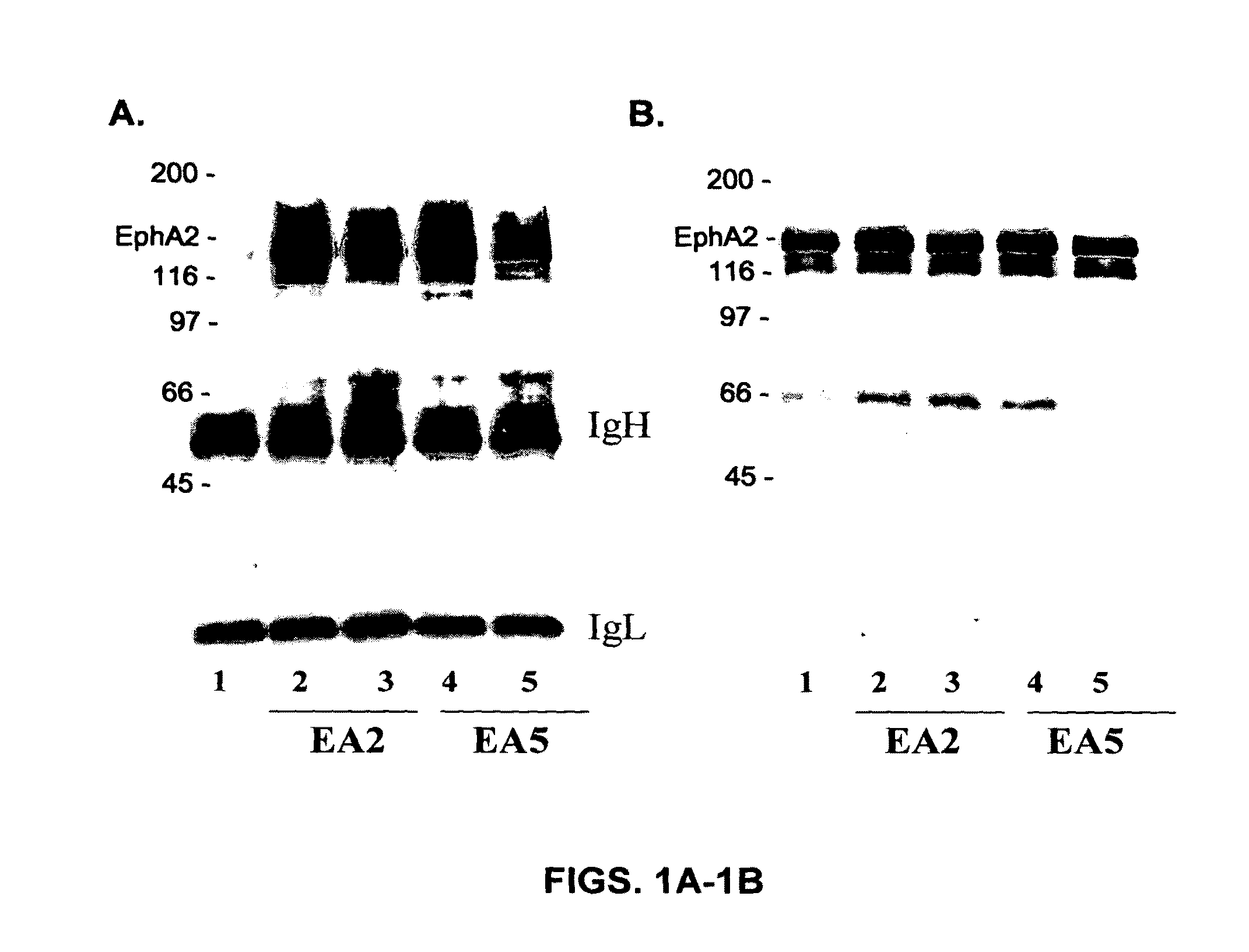 EphA2 AGONISTIC MONOCLONAL ANTIBODIES AND METHODS OF USE THEREOF