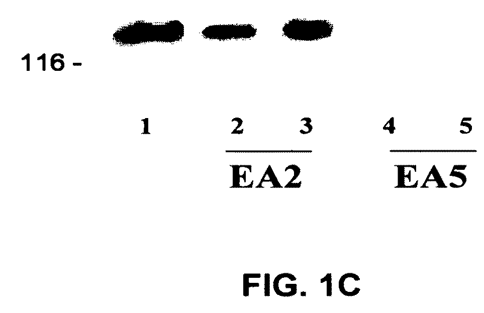 EphA2 AGONISTIC MONOCLONAL ANTIBODIES AND METHODS OF USE THEREOF