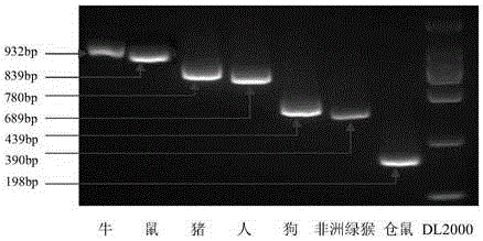 PCR detection primers for seven different species of cells and detection method and use thereof