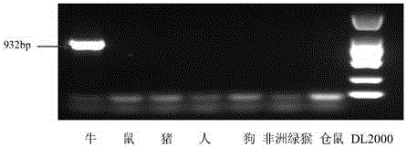 PCR detection primers for seven different species of cells and detection method and use thereof