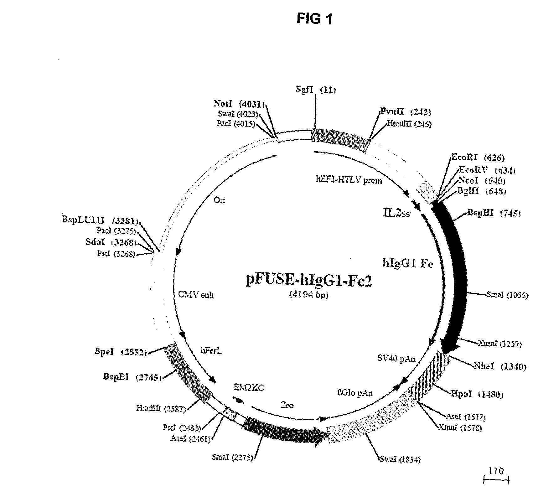 Use of estrogen and androgen binding proteins in methods and compositions for treating gynaecological cancers