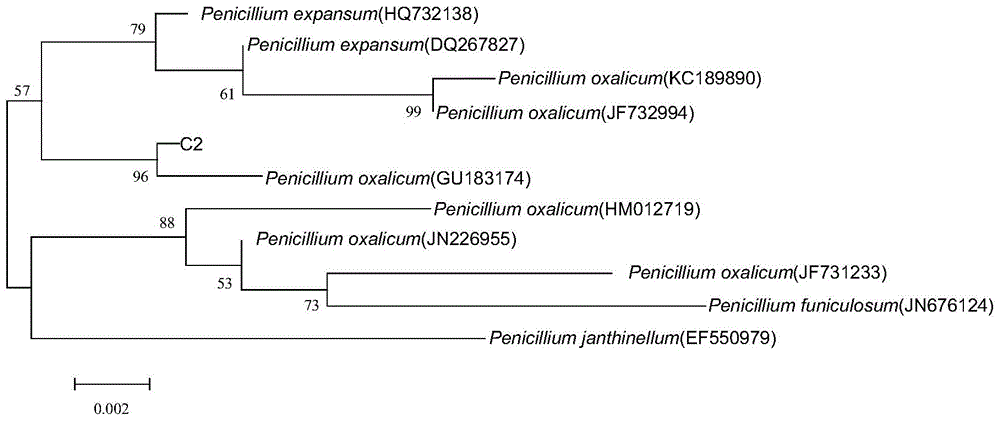 Cellulose-degradation fungus and preparation of inoculum and application thereof