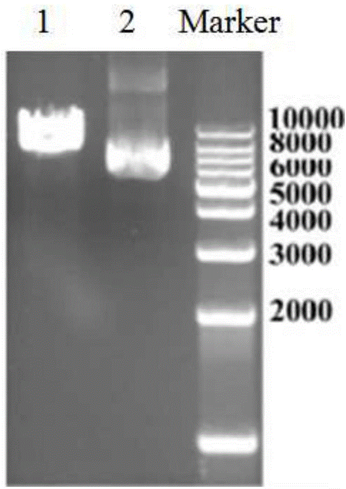 Method for producing transgenic pigs through overexpression HOXA10 genes