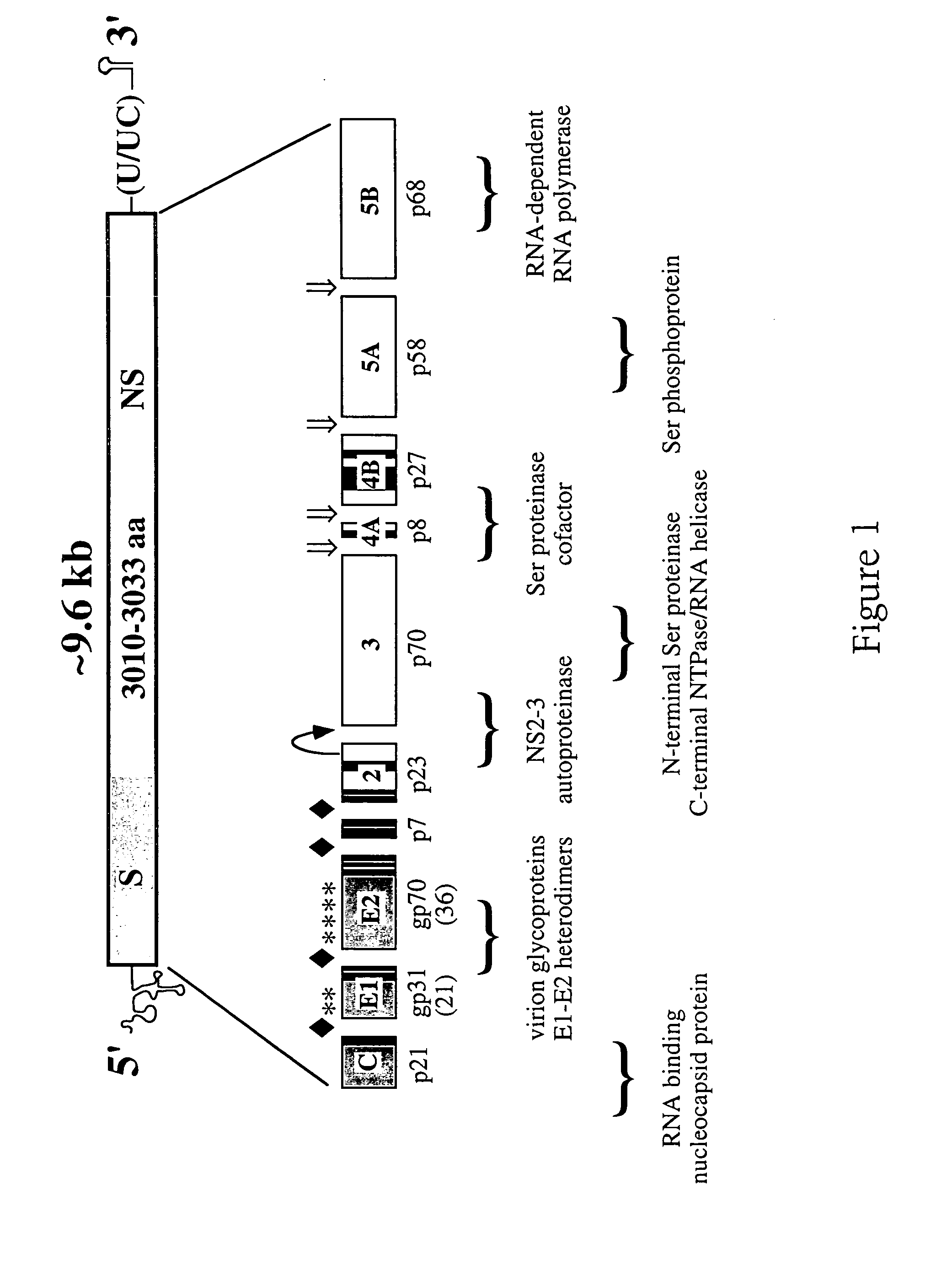 Functional DNA clone for hepatitis C virus (HCV) and uses thereof