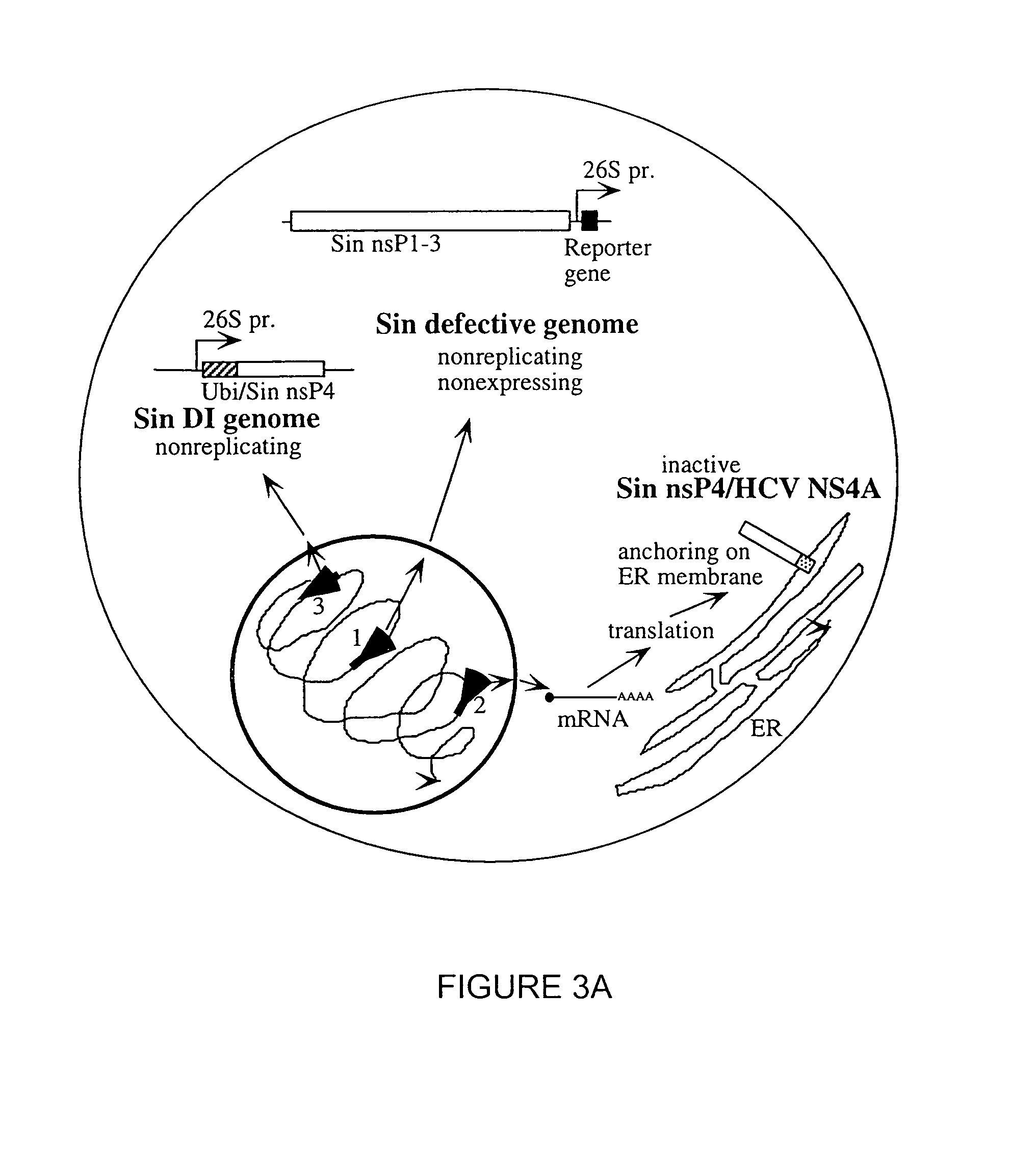 Functional DNA clone for hepatitis C virus (HCV) and uses thereof