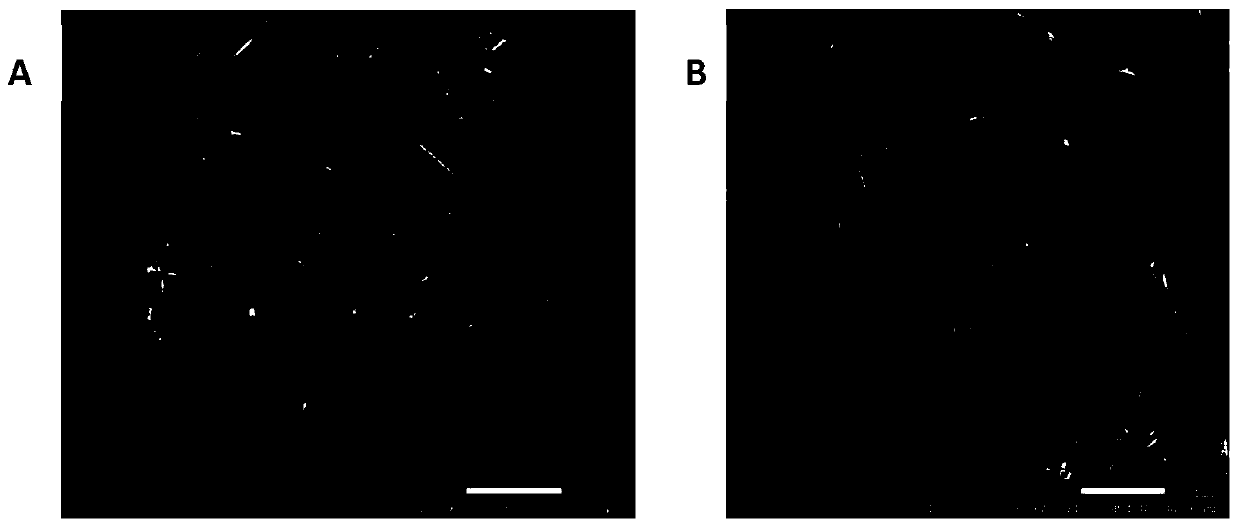 Hyperbranched-starch-modified zinc oxide and preparation method and application thereof