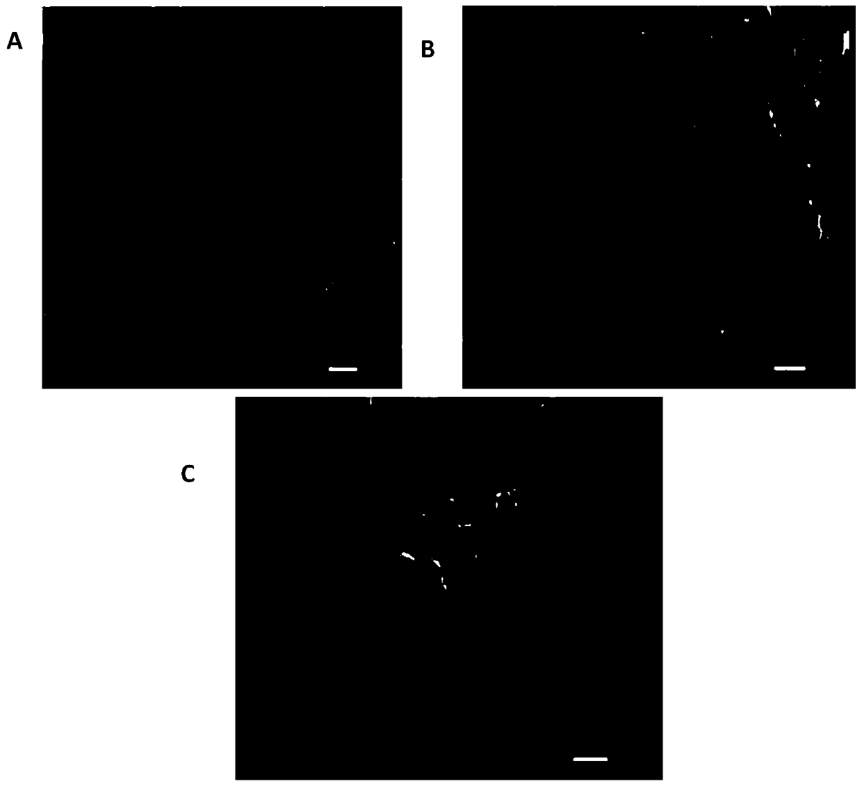 Hyperbranched-starch-modified zinc oxide and preparation method and application thereof