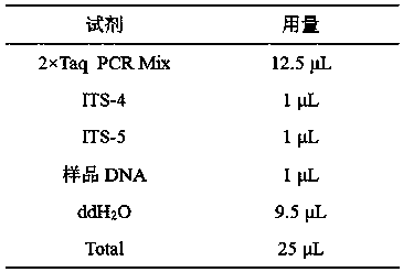 Kit and method for extracting collybia radicata genome DNA (Deoxyribonucleic Acid)