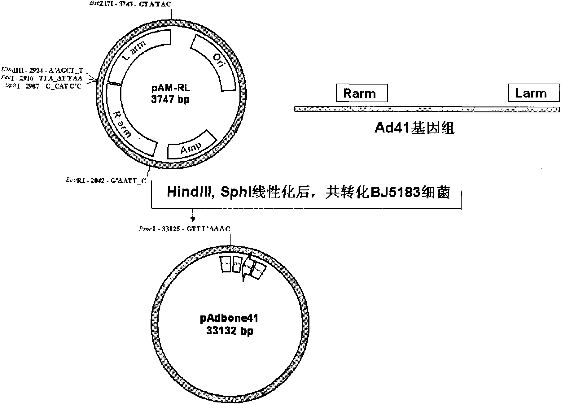 Replication defective recombinant adenovirus Ad41 vector system and application thereof