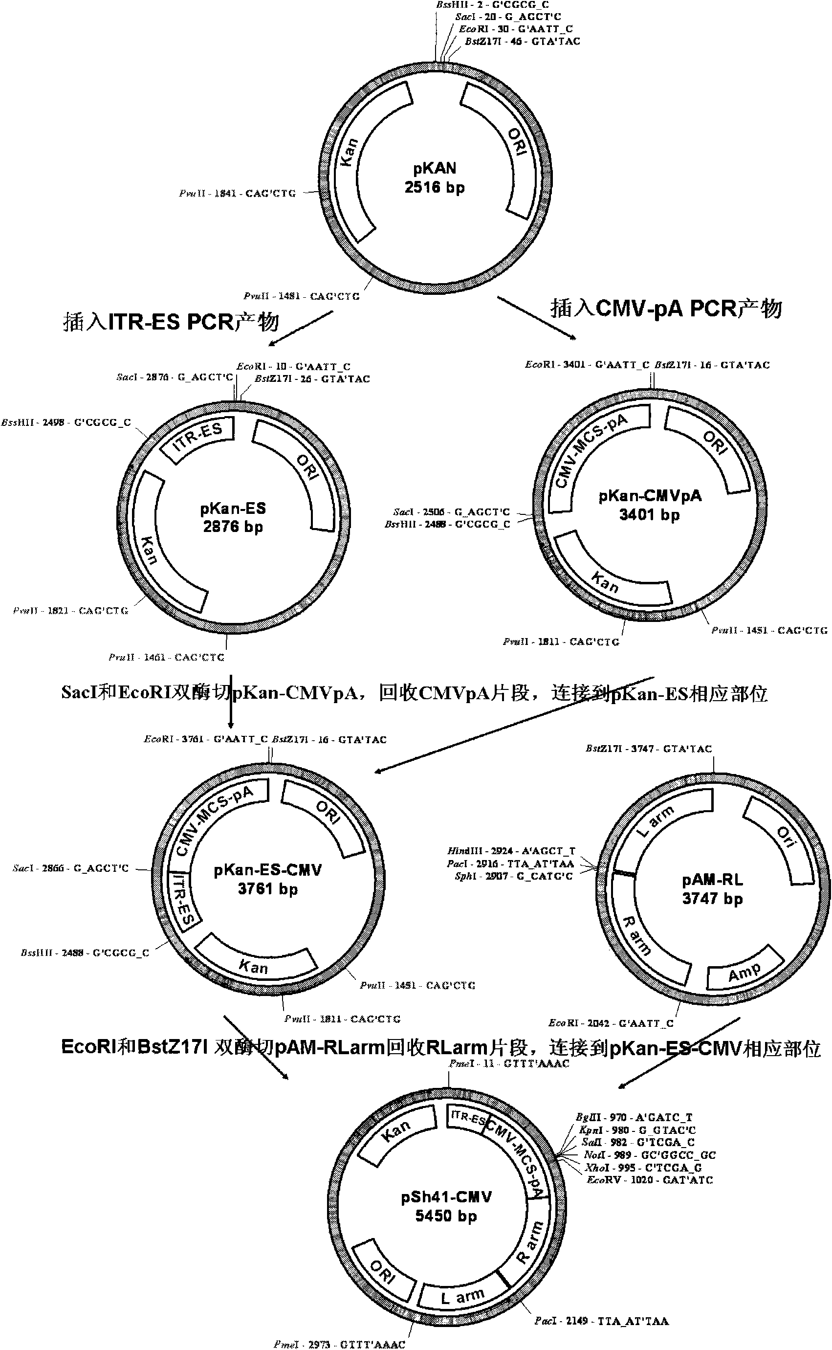 Replication defective recombinant adenovirus Ad41 vector system and application thereof