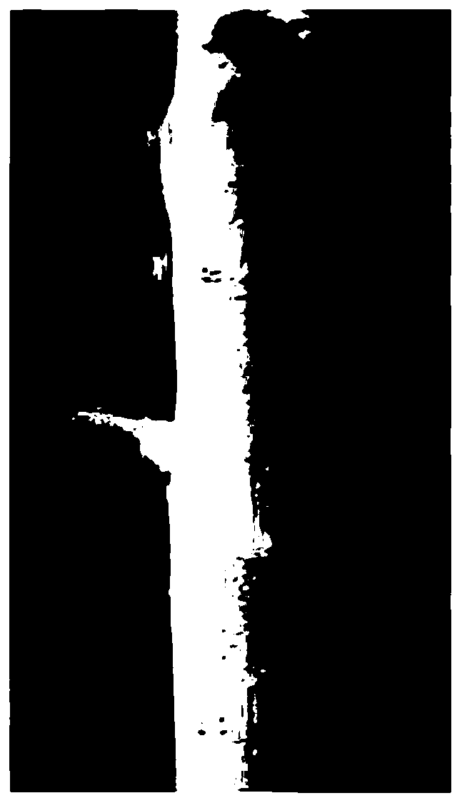 Tree branch sterilization coating agent as well as preparation method and application thereof