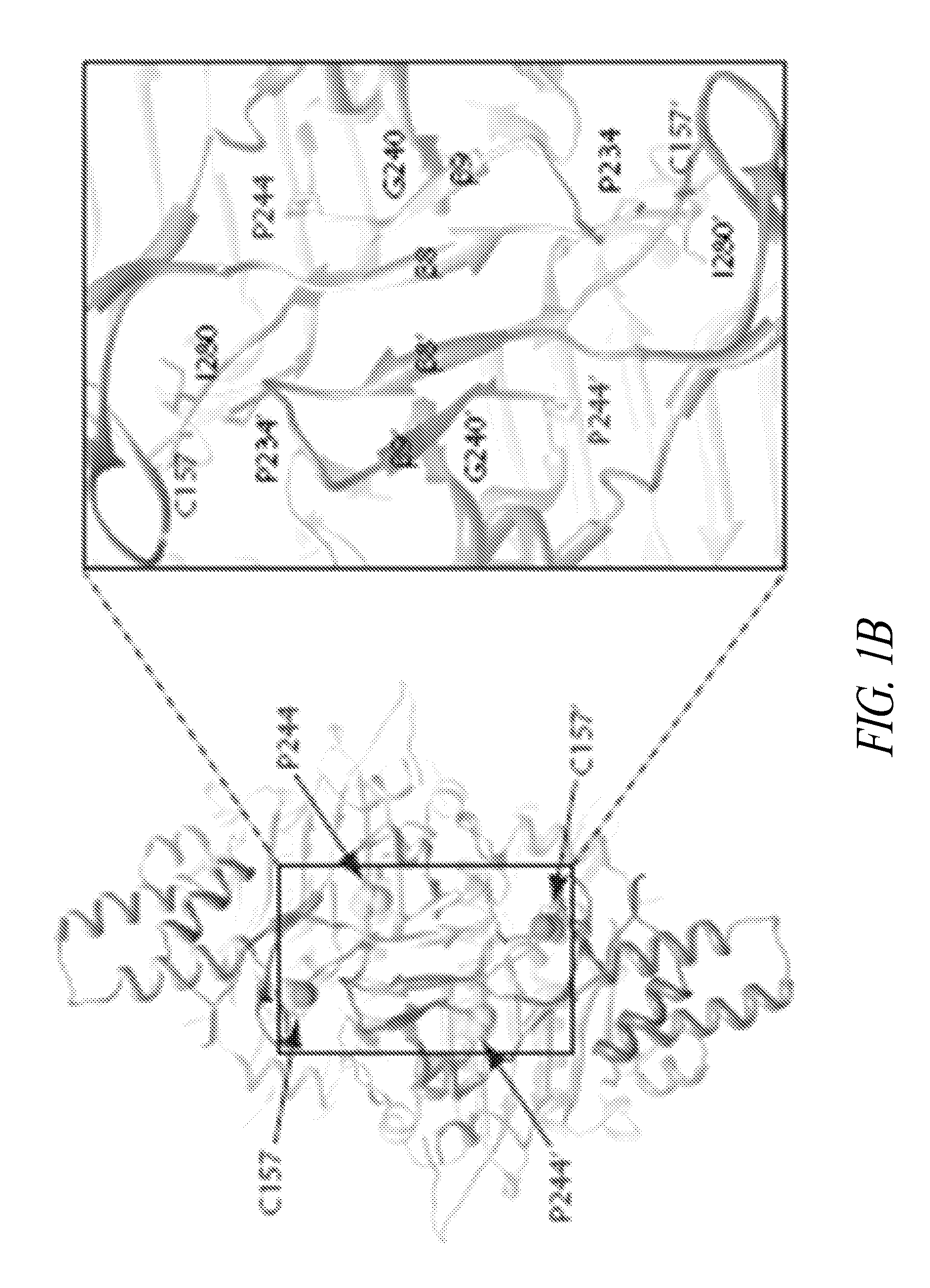 Compositions and methods for treating charcot-marie-tooth diseases and related neuronal diseases