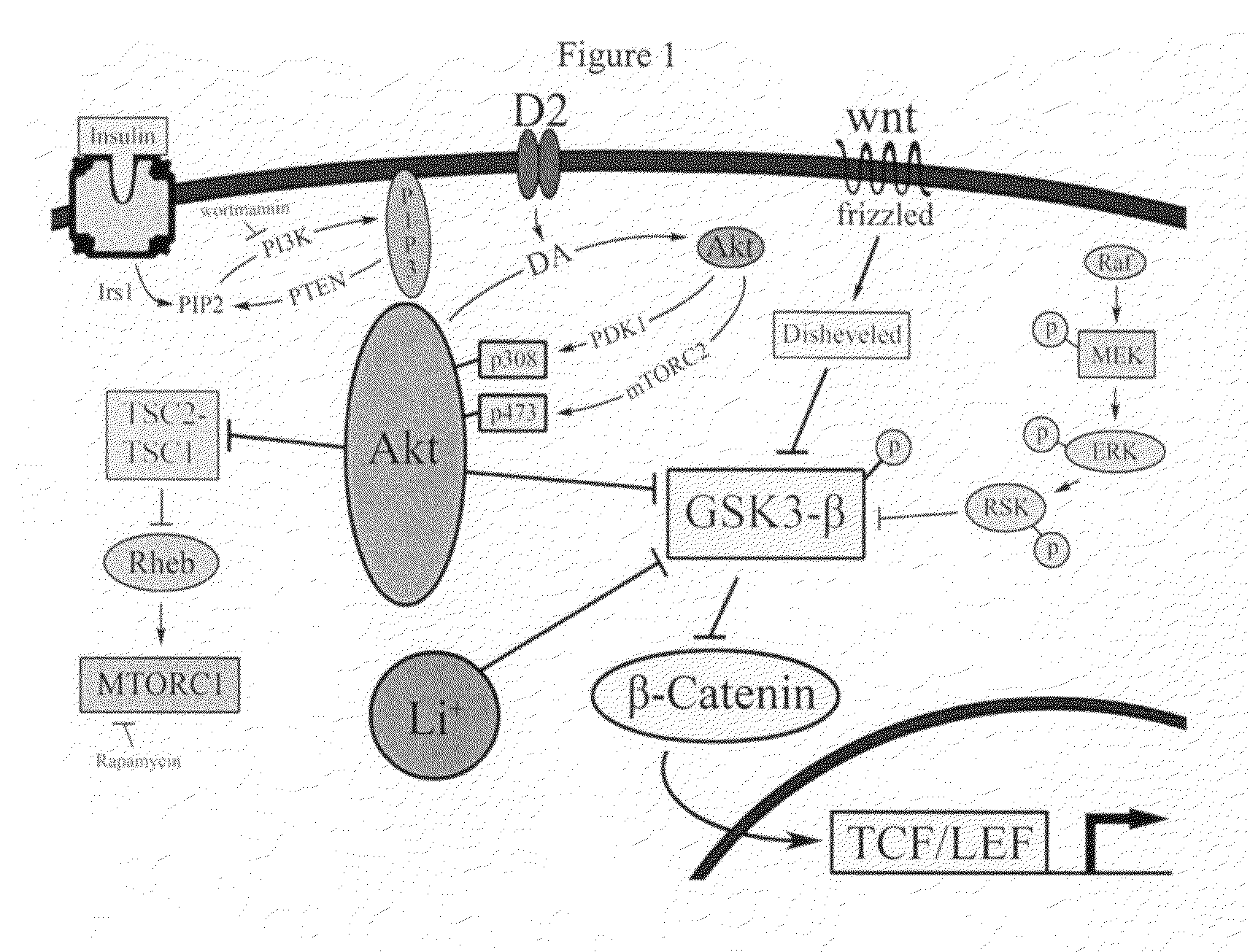 Uses of chemicals to modulate GSK-3 signaling for treatment of bipolar disorder and other brain disorders