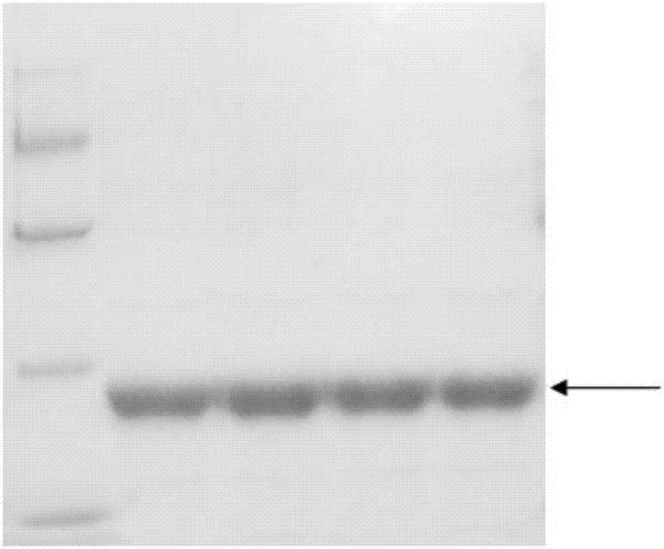 Antitumor recombinant protein IFTI, coding gene and applications thereof