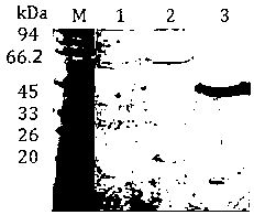 A monoclonal antibody secreting anti-wt1 protein and its application