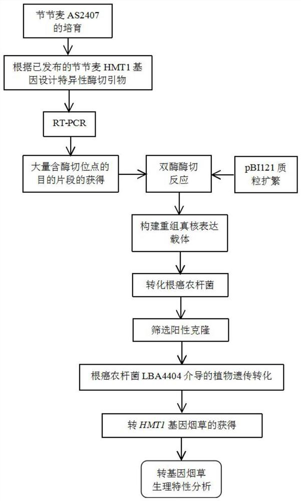 The application of hmt1 gene of wheatgrass