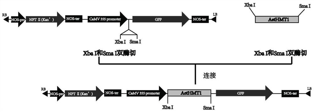 The application of hmt1 gene of wheatgrass