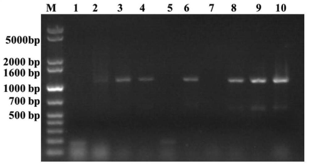 The application of hmt1 gene of wheatgrass