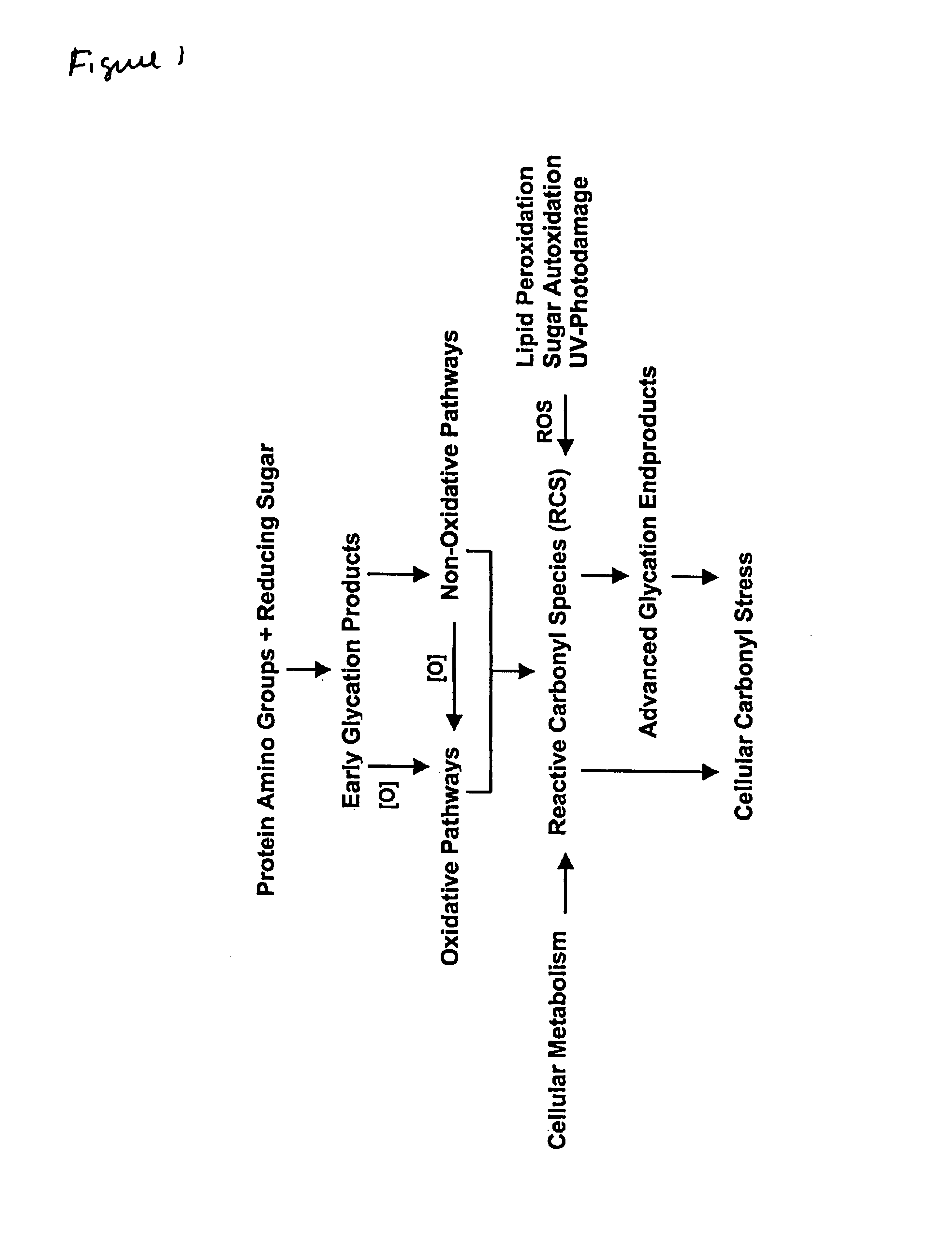 Method for identifying regulators of protein-advanced glycation end product (protein-AGE) formation