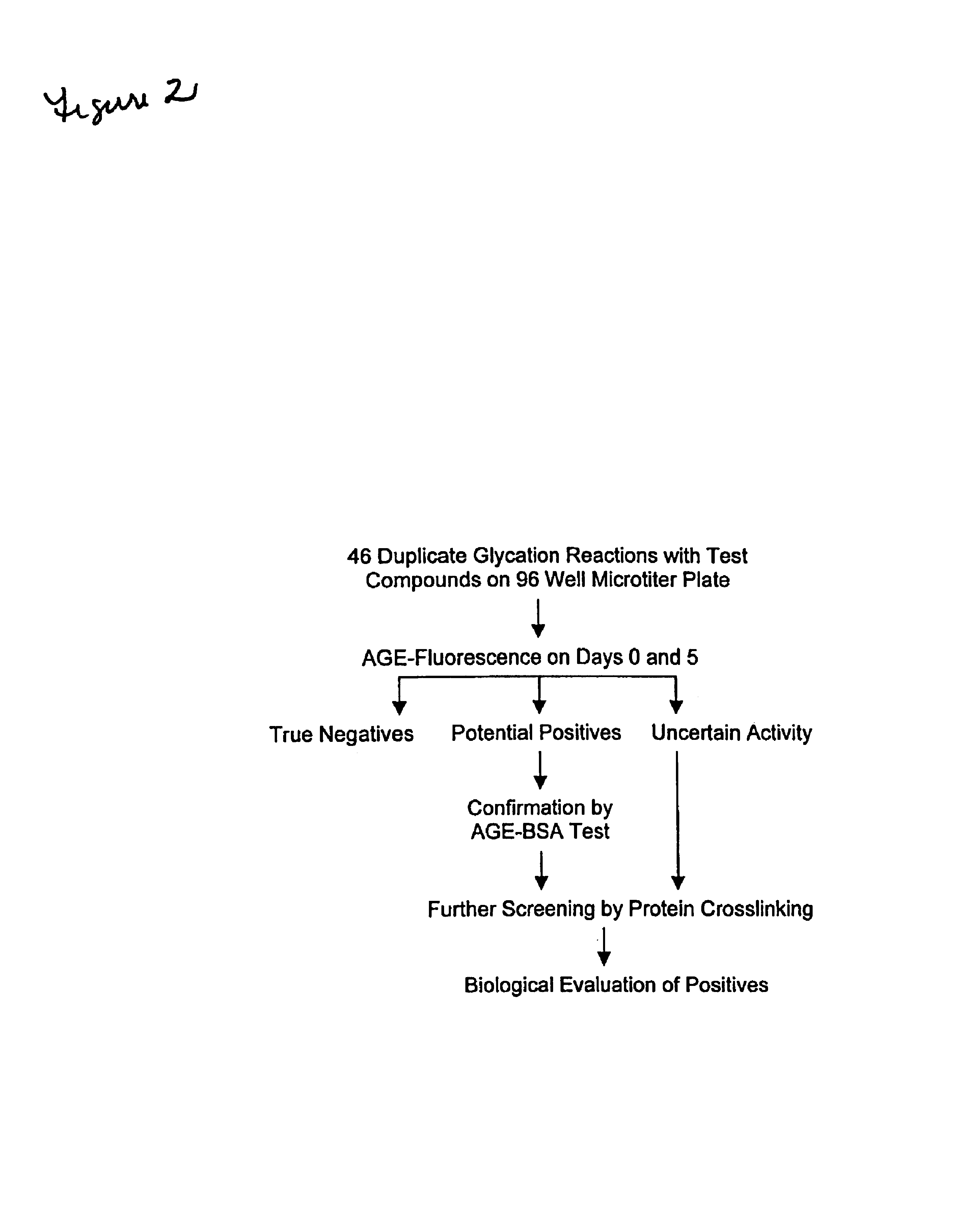 Method for identifying regulators of protein-advanced glycation end product (protein-AGE) formation