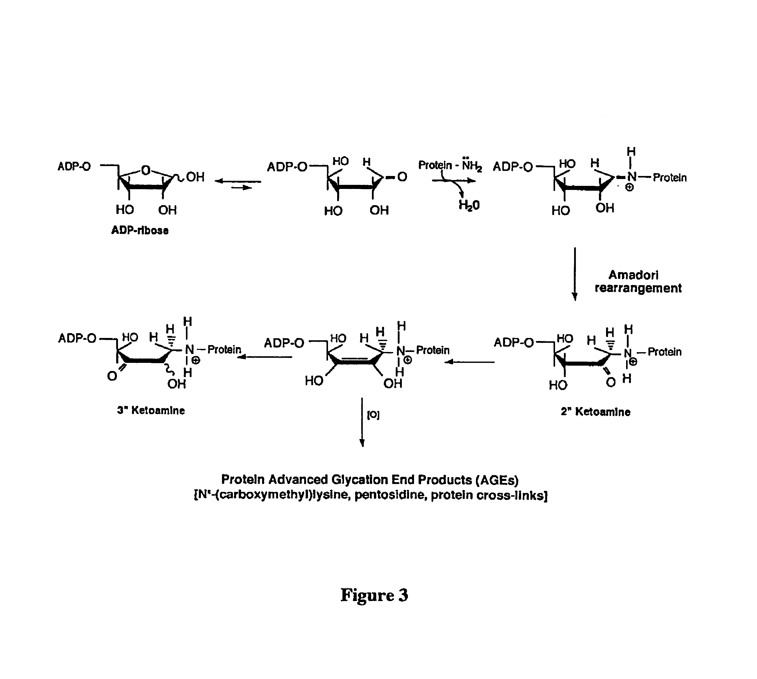 Method for identifying regulators of protein-advanced glycation end product (protein-AGE) formation