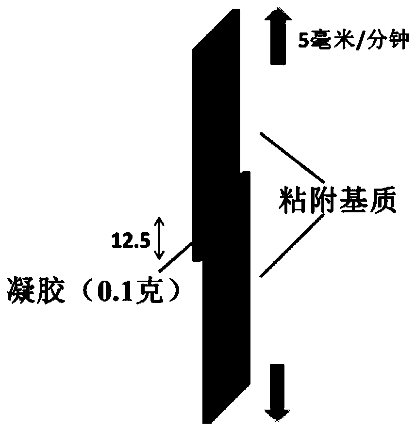 Adhesive hydrogel and preparation method thereof