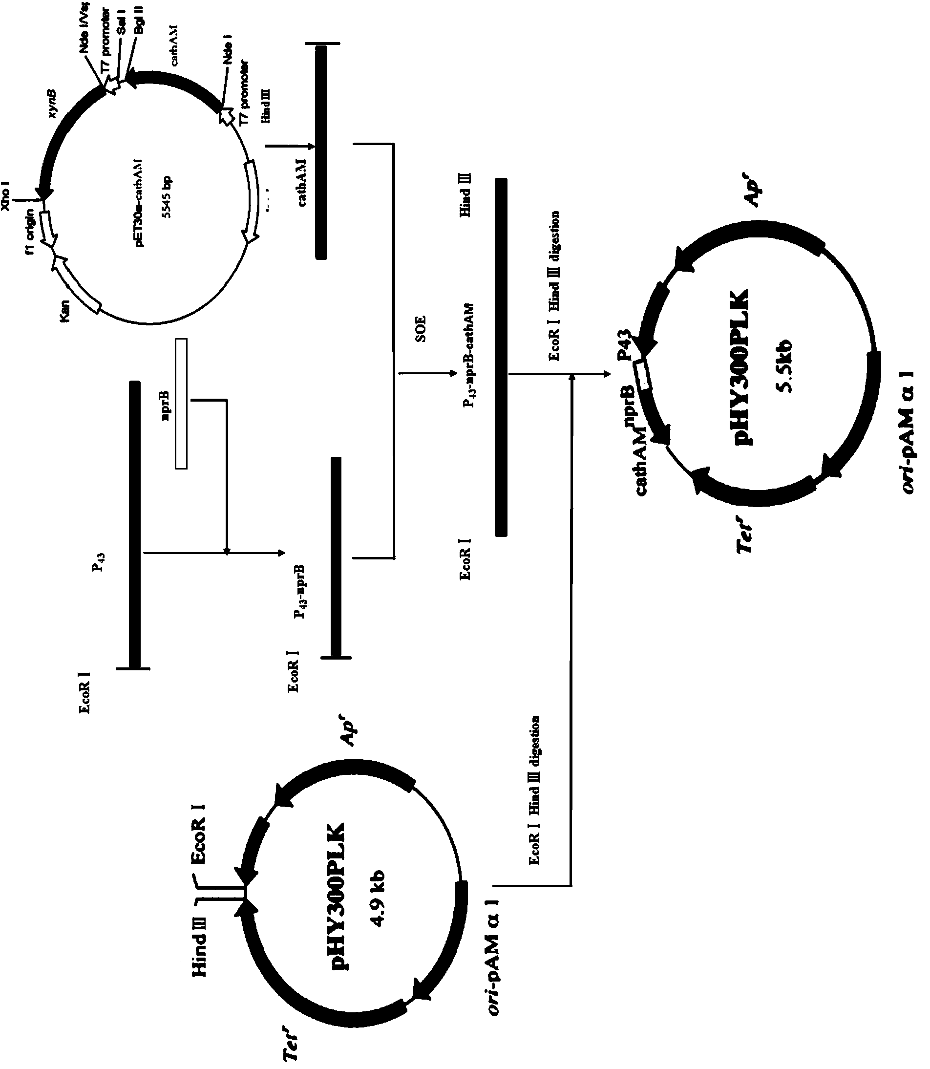 Alligator mississrppinsis Cathelicidin-AM antibacterial peptide as well as coded sequence and application thereof