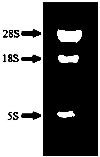 Alligator mississrppinsis Cathelicidin-AM antibacterial peptide as well as coded sequence and application thereof