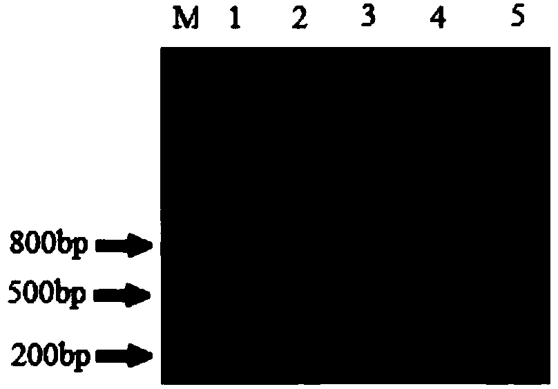 Alligator mississrppinsis Cathelicidin-AM antibacterial peptide as well as coded sequence and application thereof