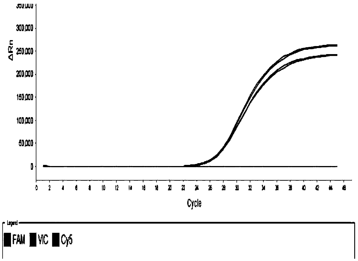 Human parvovirus and humanbocavirus double real-time fluorescent PCR detection primer, probe and reagent kit, and detection method