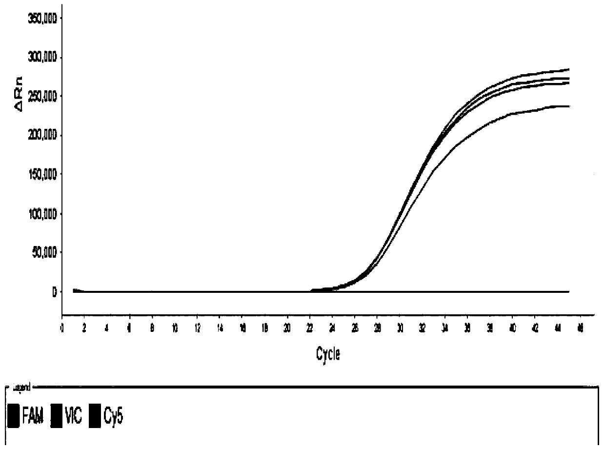 Human parvovirus and humanbocavirus double real-time fluorescent PCR detection primer, probe and reagent kit, and detection method