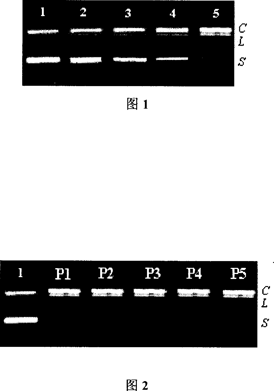 Nucleic acid hydrolysis cutting agent based on cucurbituril