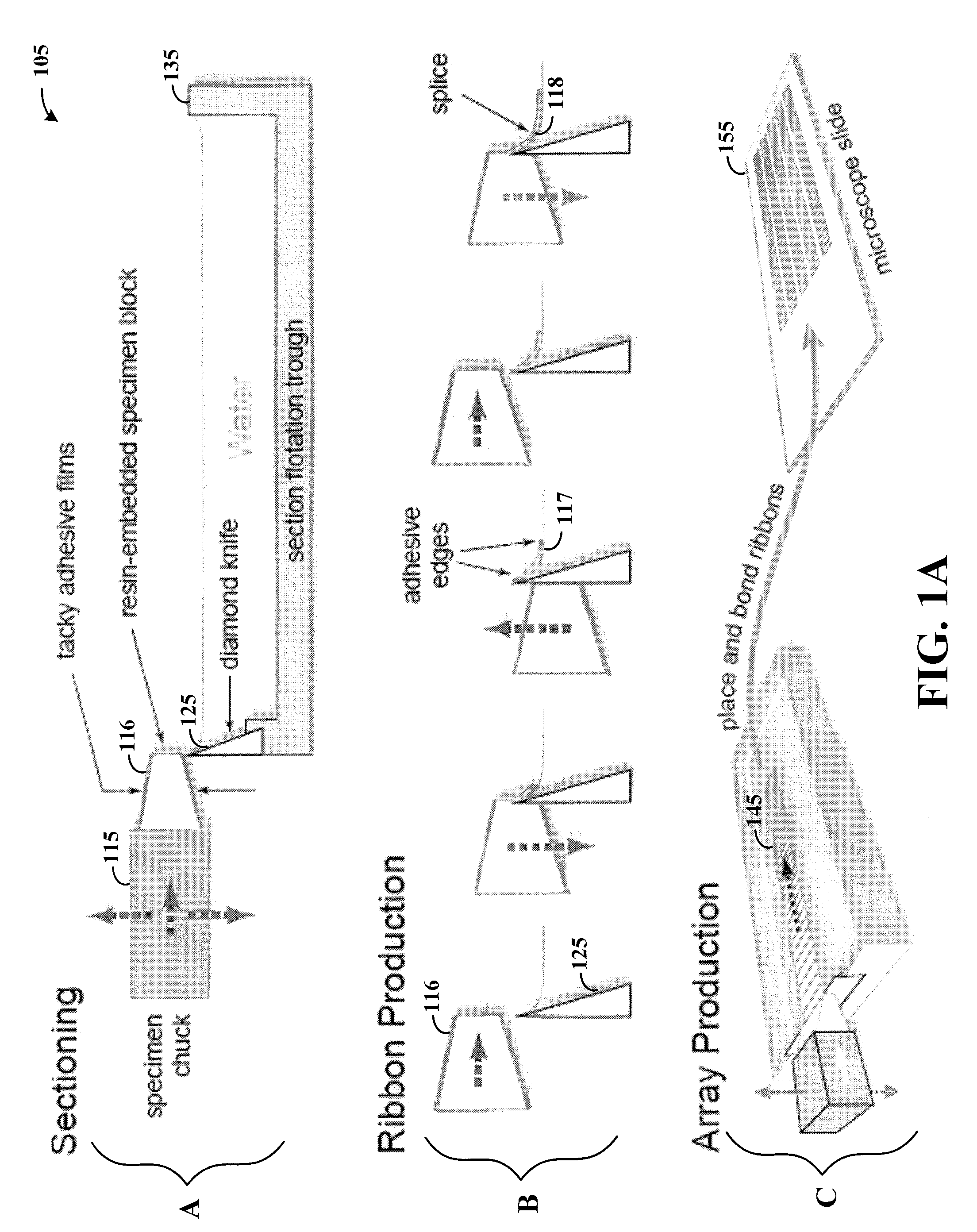 Arrangement and imaging of biological samples