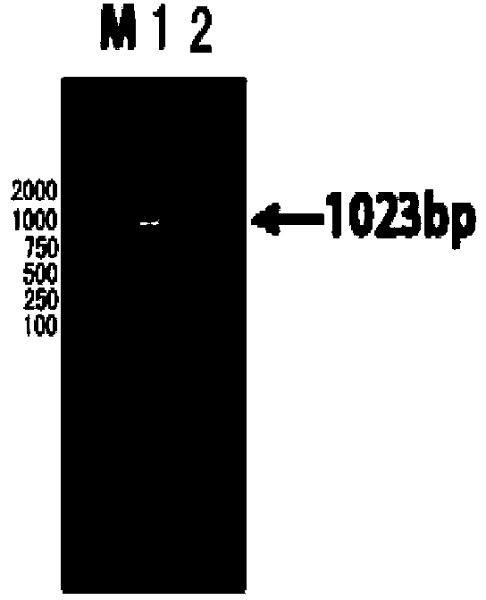 Acian Metapneumovirus antibody ELISA detection kit