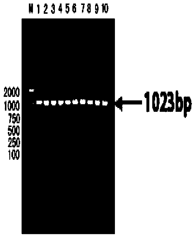 Acian Metapneumovirus antibody ELISA detection kit