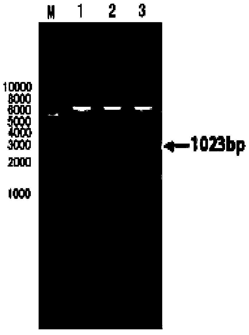 Acian Metapneumovirus antibody ELISA detection kit