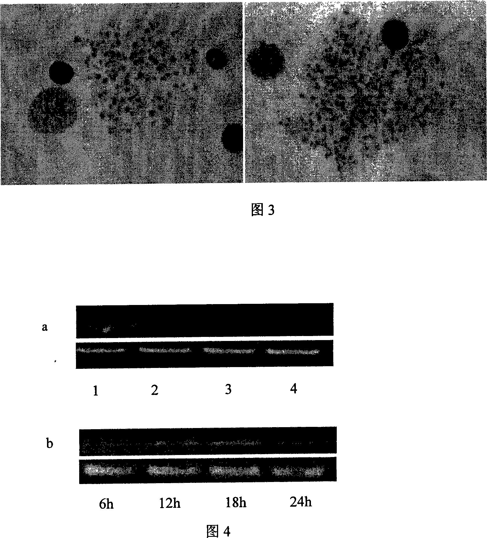 Insect epidermis cell line as well as construction method and use thereof