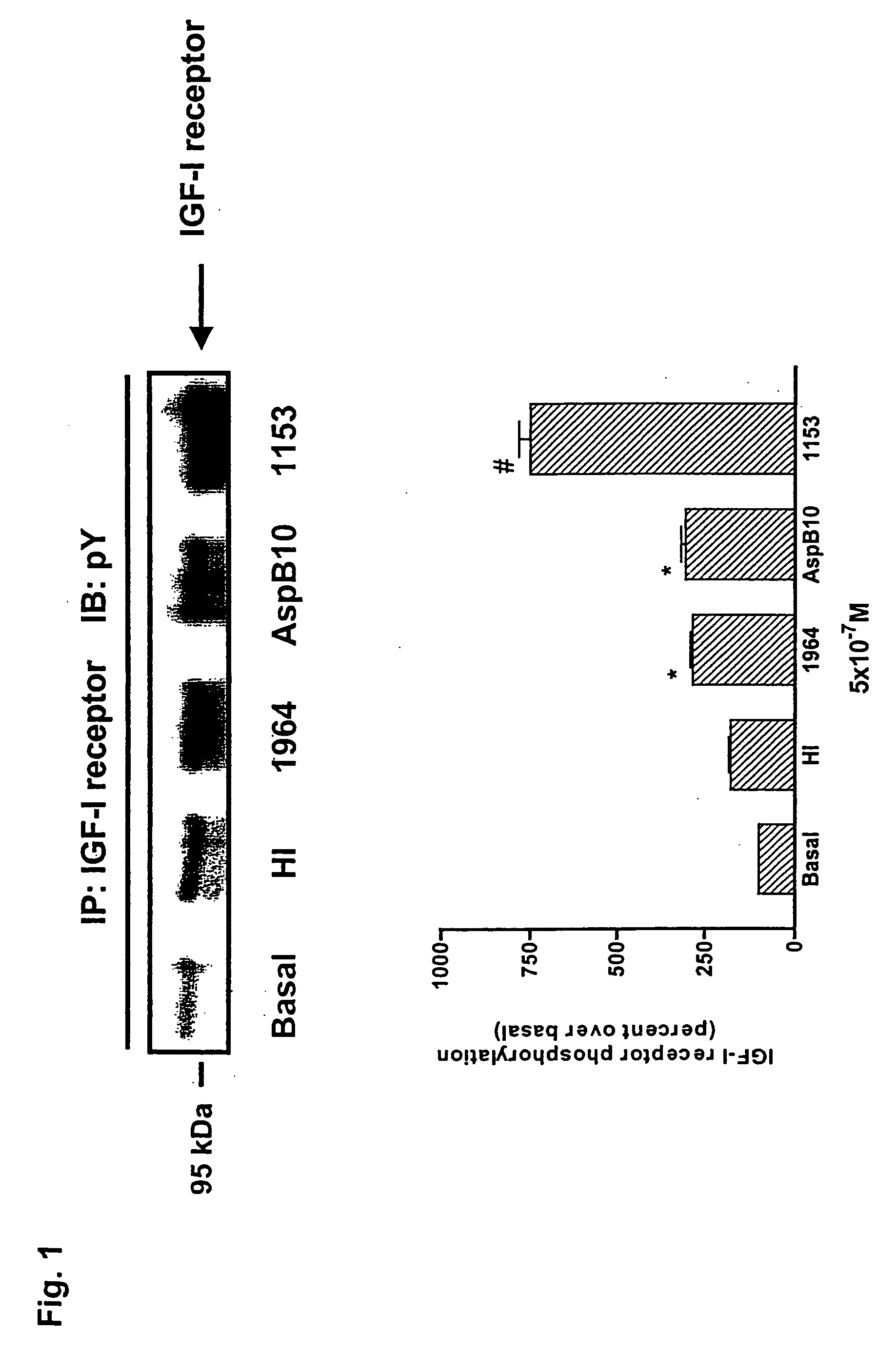 Method of activating insulin receptor substrate-2 to stimulate insulin production