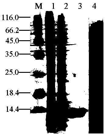 Antifungal gene, polypeptide and recombinant protein as well as preparation method and application thereof