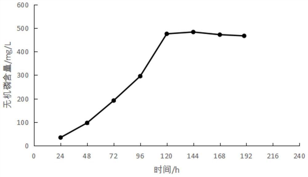 Bacillus megatherium and application of fermentation liquor of bacillus megatherium to promoting plant germination