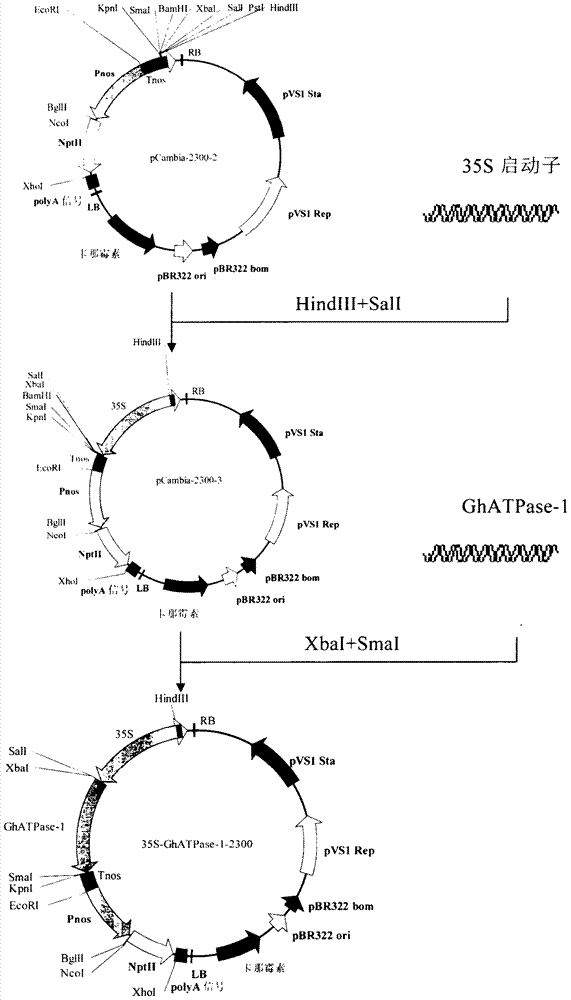 A kind of cotton ATP hydrolase atpase-1 and its coding gene and application