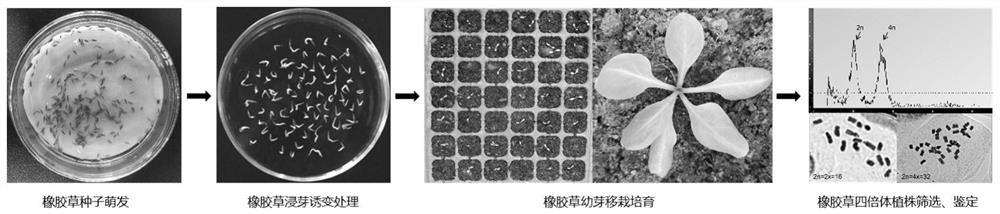 A kind of induction method of rubber grass tetraploid plant