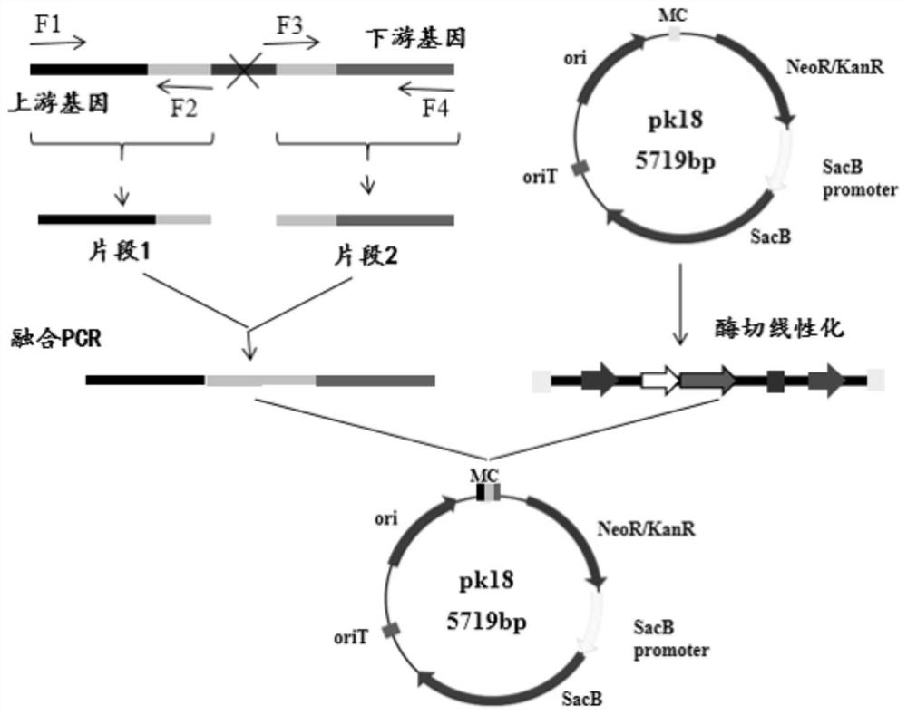 Recombinant corynebacterium glutamicum and application thereof in production of L-glutamine