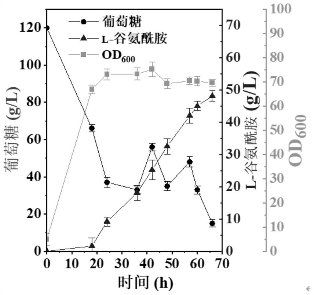 Recombinant corynebacterium glutamicum and application thereof in production of L-glutamine