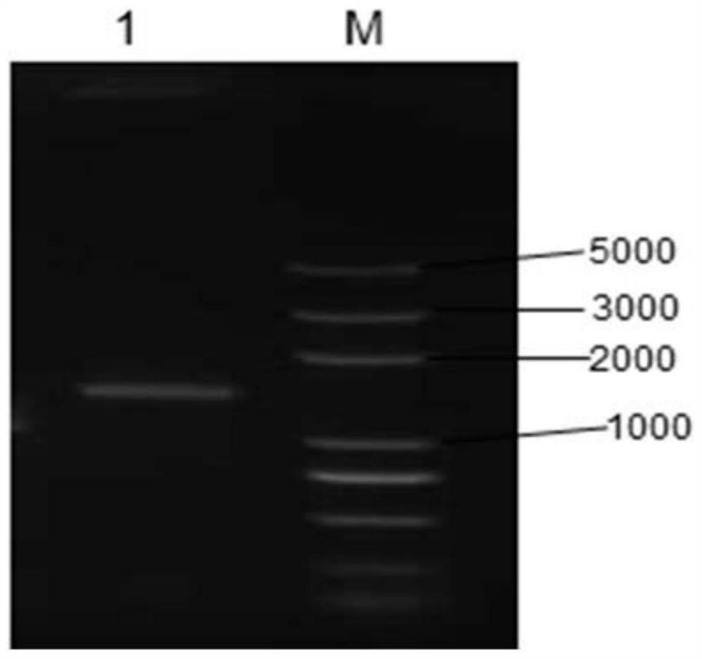 Preparation and application of recombinant yeast preparation co-expressed with bovine antibacterial peptide and interleukin 4/6