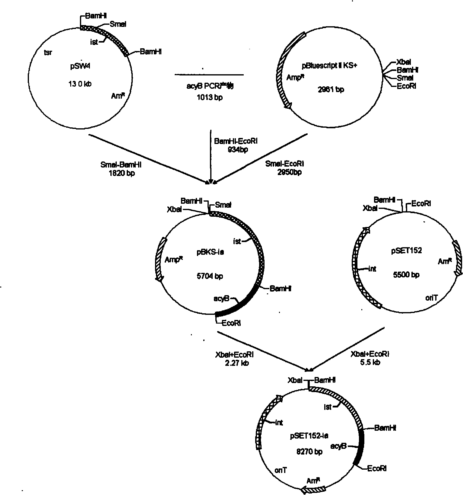 Gene engineering bacteria containing high isovaleryl spiramycin principal component