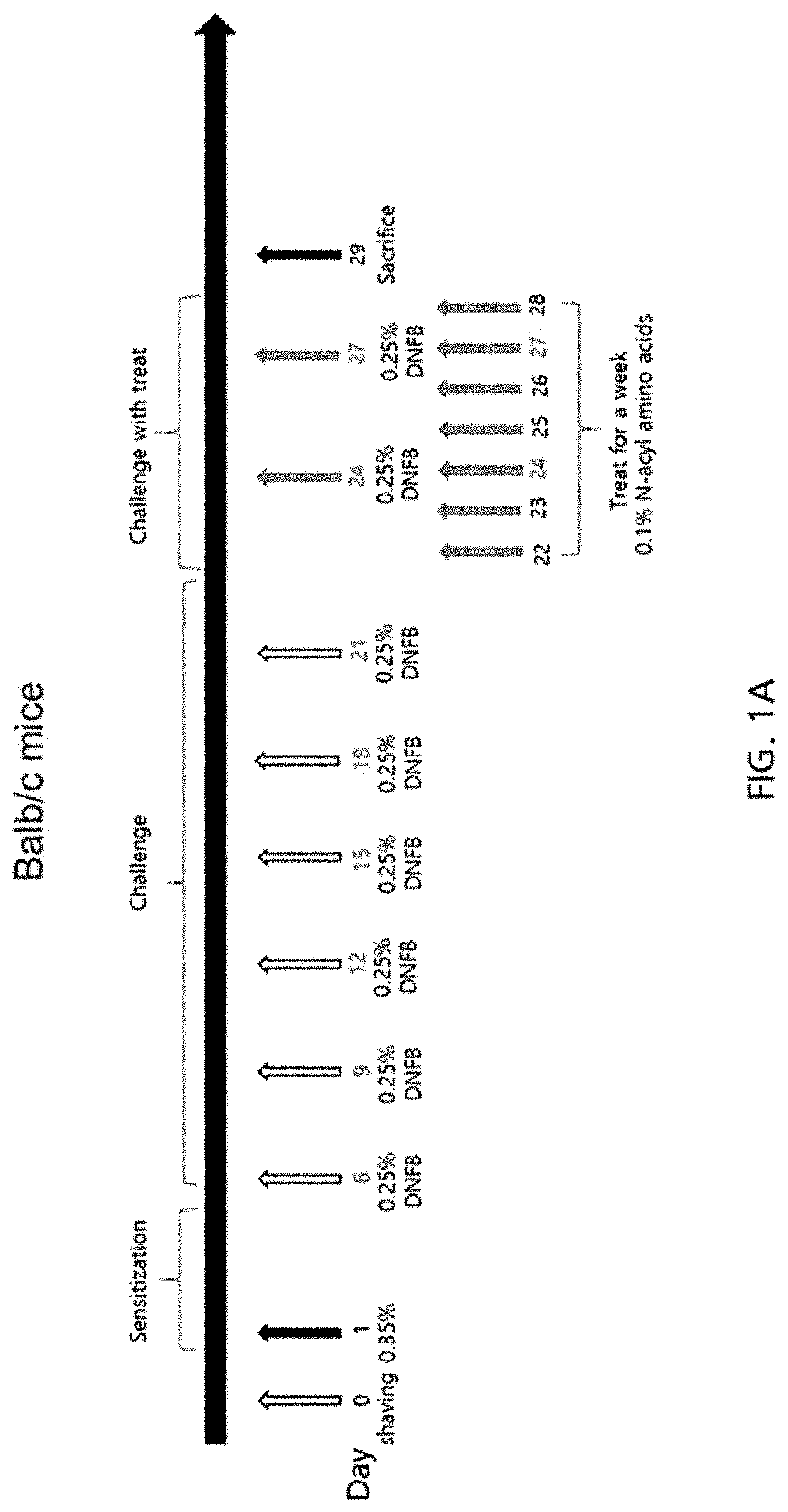 Composition for treating atopy or pruritus comprising n-acetyl or n-acyl amino acid