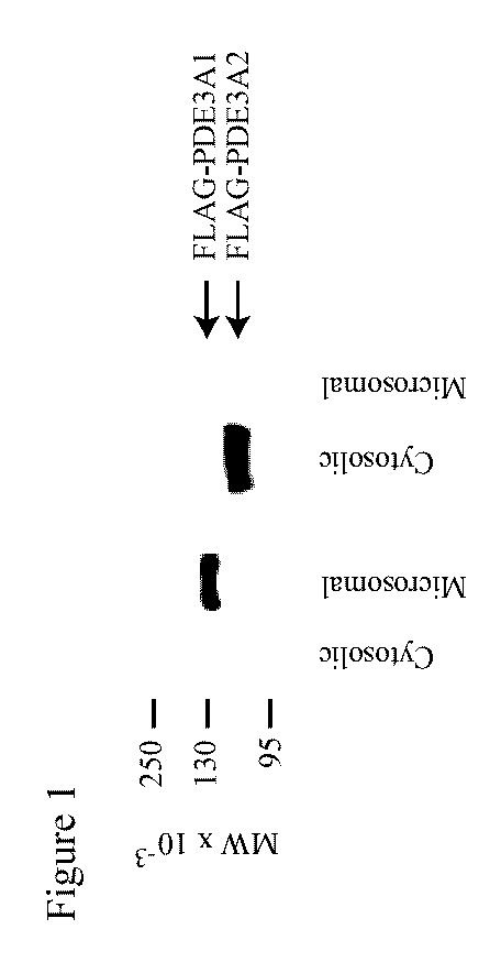 Isoform-selective inhibitors and activators of PDE3 cyclic nucleotide phosphodiesterases