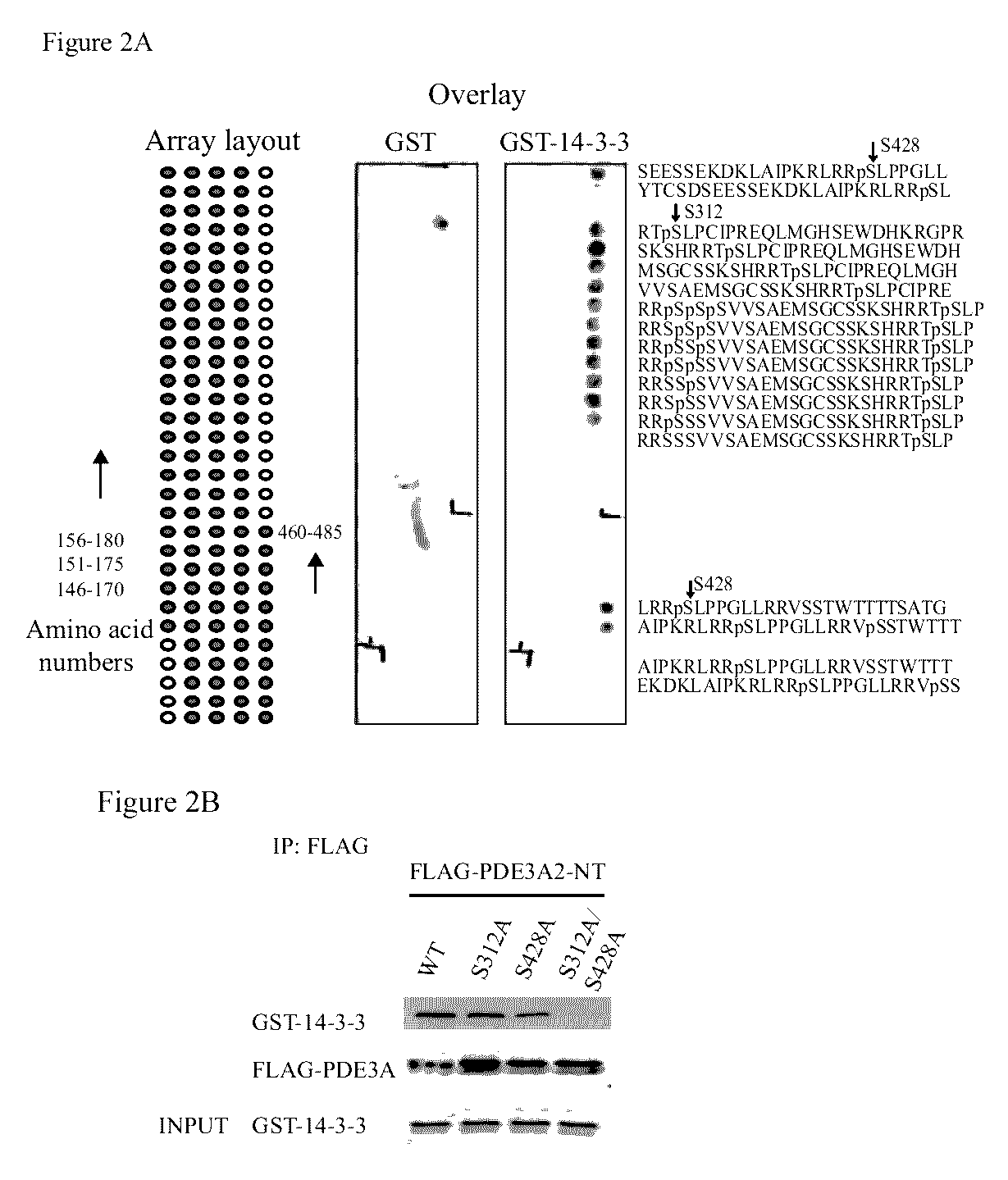 Isoform-selective inhibitors and activators of PDE3 cyclic nucleotide phosphodiesterases