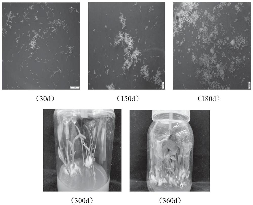 Non-symbiotic germination method for seeds of rare and endangered plant calanthe davidiana